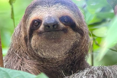 Manuel Antonio National Park Nature Walk with a Certified Guide