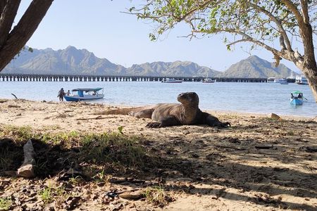 Sailing to Komodo island trip 4D 3N from lombok