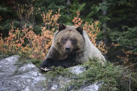 Guided Tour to Banff Highlights & Wildlife With Gondola Admission