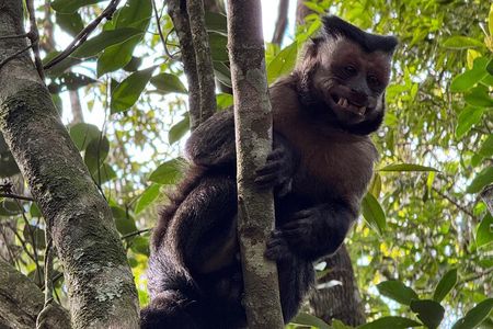 Tijuca Forest: Tour with Waterfalls and Caves