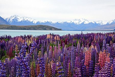 5-Day South Island Tour from Christchurch