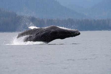 Premier Whale Watching and Wildlife Tour