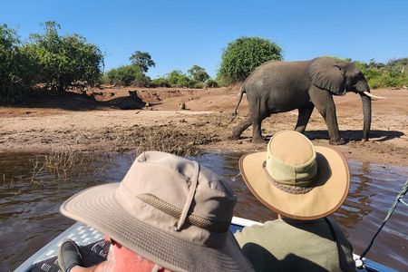 Gentle Giants at the Water’s Edge: Half day Chobe River Safari