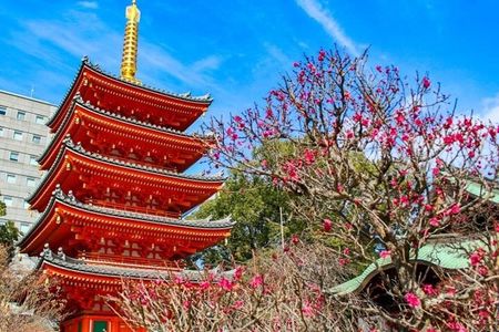 Experience Japan Spirit in Hakata Temple Town