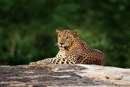Sri Lanka 4WD Tissamaharama Tour Experience
