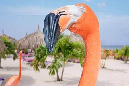 Aruba De Palm Island All-Inclusive Day Trip with Transport