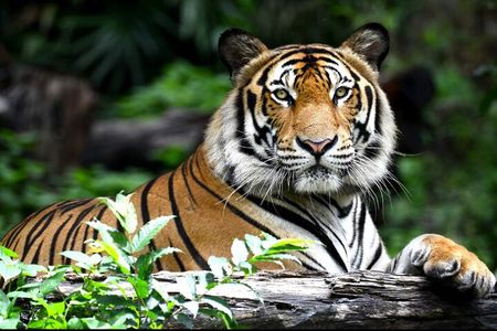 The Maharaja Trail : 5 Days Delhi, Agra, Ranthambhore, Jaipur 