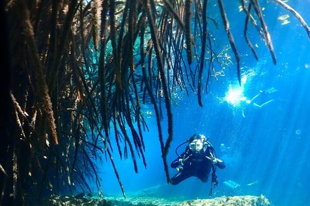 Discover Scuba Diving at Casa Cenote No Certification Needed