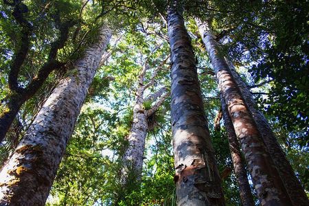 Guided Puketi Kauri Forest Tour in Bay of Islands