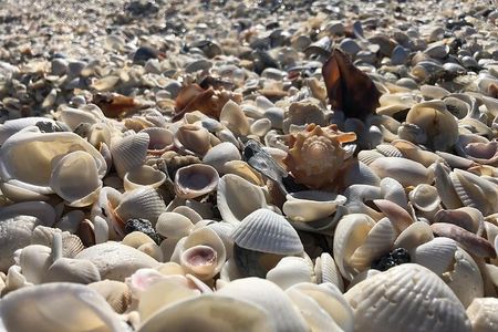 3 Hour Keewaydin Island Shelling Adventure