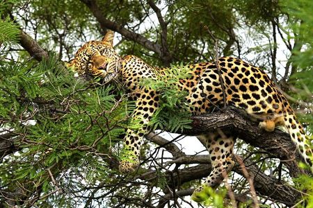 From Roar to River: Chobe’s Ultimate Sunrise-to-Sunset Safari