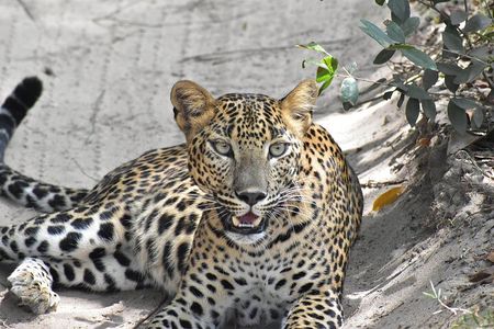 Wilpattu National Park | Private Safari