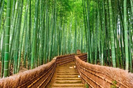 Kyoto Customized Private Car Tour