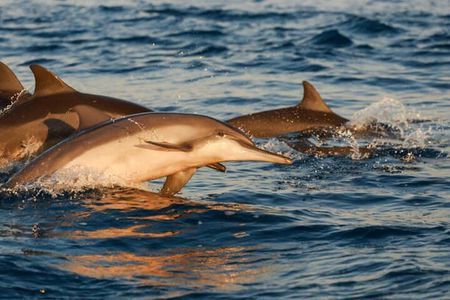 All-Inclusive Sunset Cruise & Dolphin Watching – Medulin