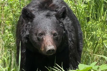 Upper Loop: Lamar Wildlife Safari from Gardiner | PRIVATE + Lunch