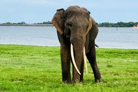 Minneriya National Park half day Private Safari with Expert Guide