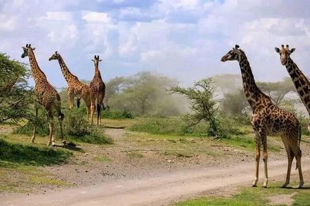 Mikumi Day Trip by Flight From Zanzibar