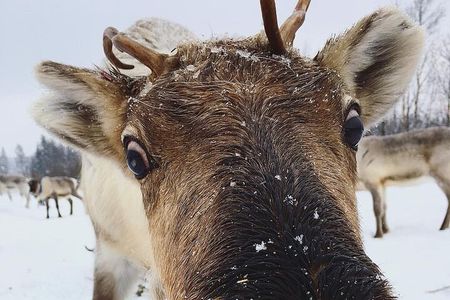 ROVANIEMI: Reindeer Farm Visit and Walking