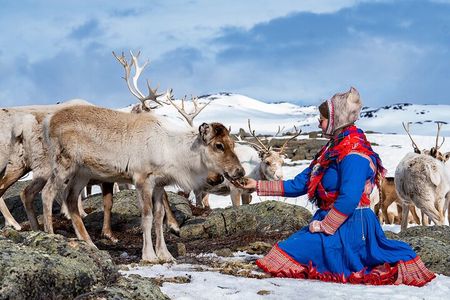 Reindeer Safari And Wild Arctic Meal