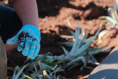 Maui Pineapple Planting Experience