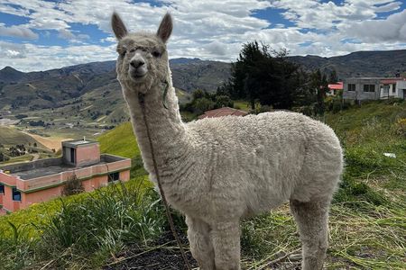 Andes and Amazon in 3 days: Cotopaxi, Quilotoa, Baños, Amazon