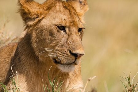 Mikumi National Park Day Safari from Zanzibar Flights Included