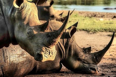 Rhino Trekking + Safari in the Bush near the Zambezi River