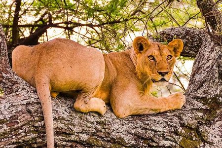 3 Days Private Tour in Tarangire, Ngorongoro and Lake Manyara