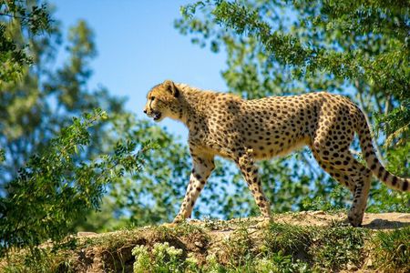 6 Days Luxury Safari Through Tarangire, Serengeti & Ngorongoro.