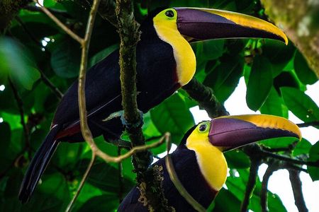 Full-Day Adventure in Corcovado National Park from Drake Bay