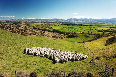 Merino Farm Experience