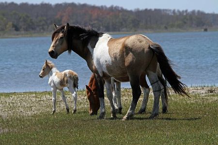 Narrated Tour of Chincoteague, Wild Pony and Nature Cruise