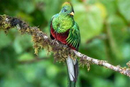 Monteverde Cloud Forest Reserve Guided Walk