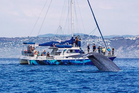 Dana Point Dolphin and Whale Watching