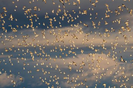 Guided Tour at Pukorokoro Shorebird Centre