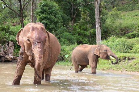 Big Boy Elephant Sanctuary Half Day Tour + Pad Thai Cooking Class