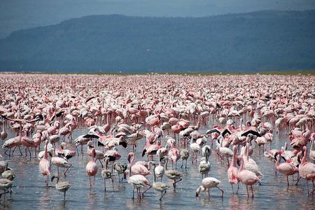 6-Day of Luxury Tanzania Safari from Savannah to Crater Adventure