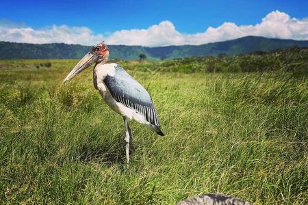 8 Day Perfect Tanzanian Safari Explore Northern Circuit 