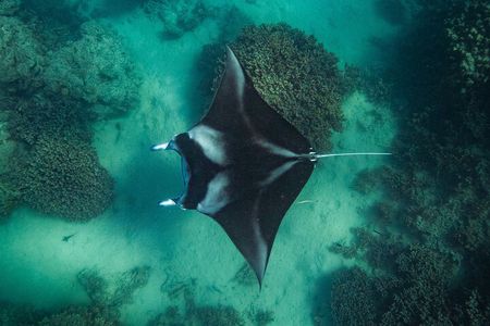 Half day Eco Snorkeling small group Tour in Bora Bora 