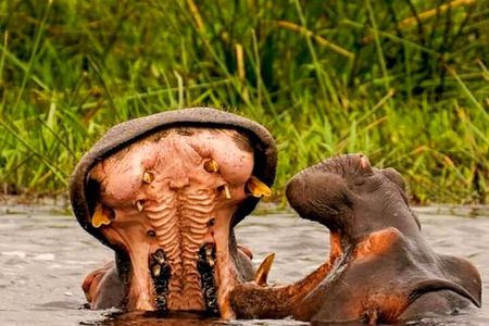 Schotia Safari Half-Day Game Drive :Port Elizabeth