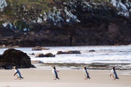 Clearwater Private Penguin & Wildlife Tour from Port Otago (5hrs)