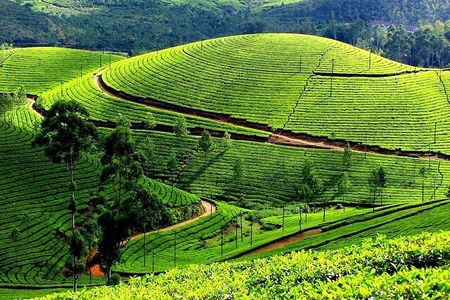 kochi to munnar A Private guided fullday tour with hotel pickup 