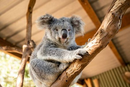 Blue Mountains Tour: Small Group with Featherdale, Winery & Ferry