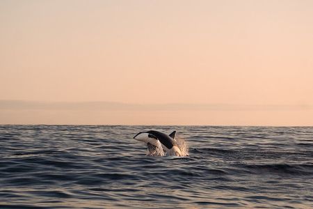 Summer Whale Safari in Andenes (Andøy, Vesterålen)