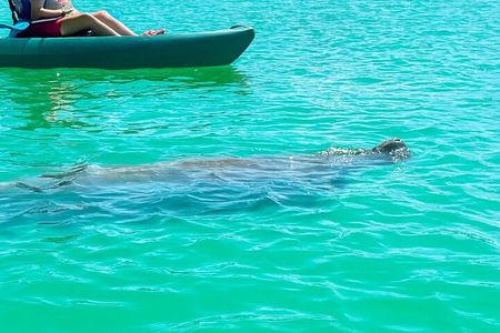 Bonita Springs Eco Kayak Tour – Best Gear, Premium&Clear Kayaks
