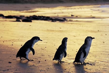 Luxury Phillip Island Tour for Families & Explorers [up to 10Pax]