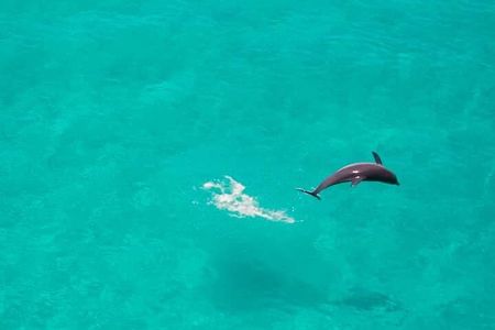 Mnemba Island Snorkel and Seafood BBQ Adventure