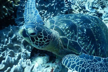 Ishigaki Island Snorkeling Tour - Let's swim with corals and mackerel!!～