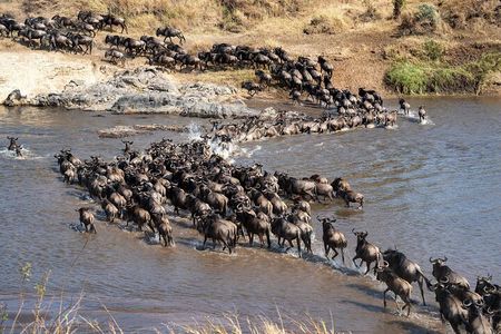 5 Day Migration Adventure From Ancient Baobabs to the Mara River