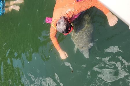 Swim with manatees in Crystal River 